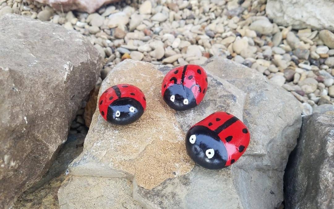 How to paint a ladybug on a rock