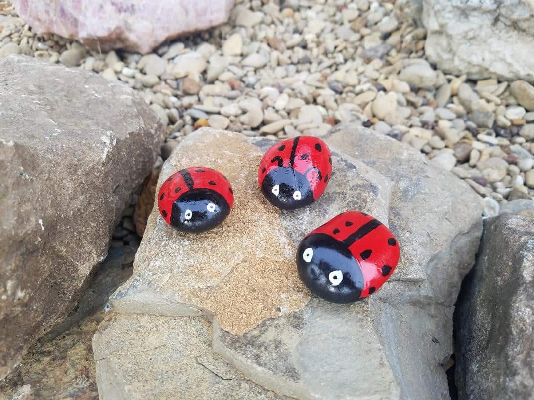 How to Paint a Ladybug on a Rock Final
