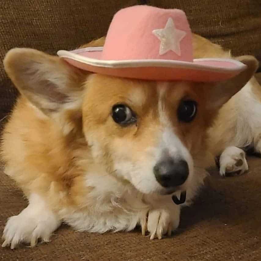 Dog painted rock - Picture of Cowgirl