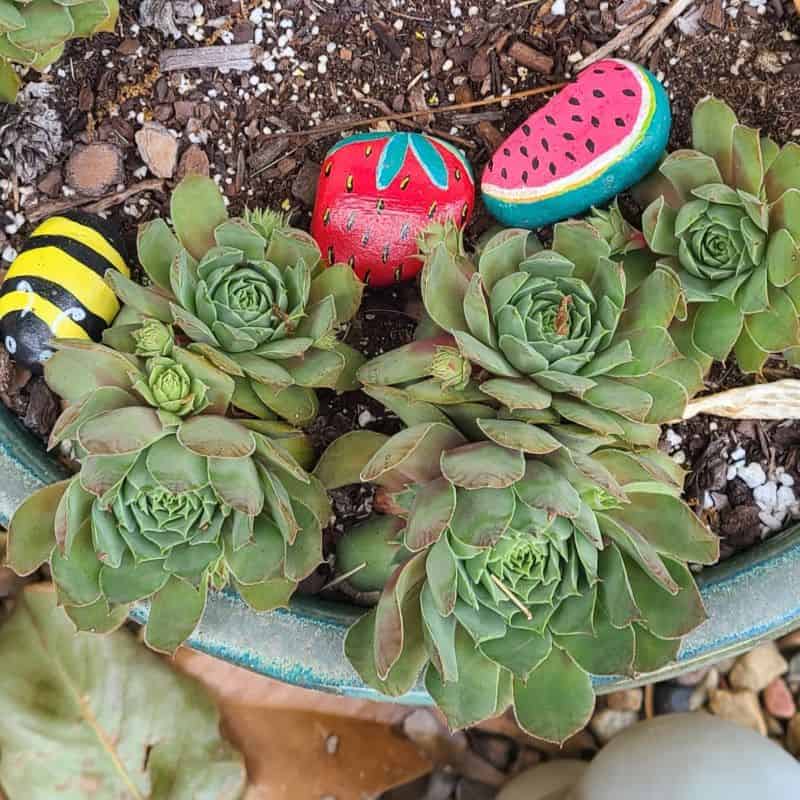 How to display painted Rocks Potted Plants How to display painted Rocks Potted Plants